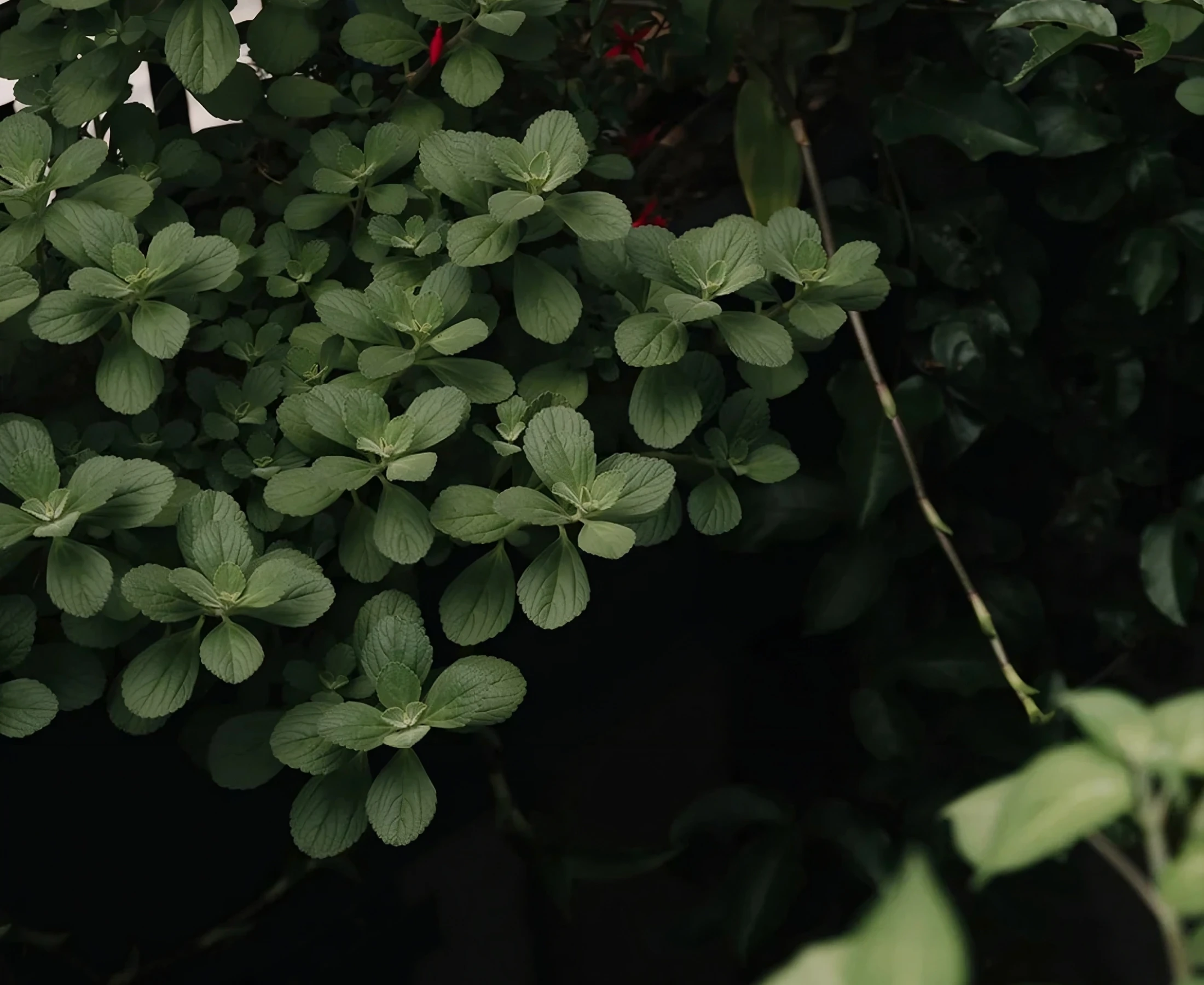 Green leaves from the terrace in the foreground